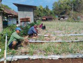 PETANI  KALURAHAN SIDOHARJO PANEN RAYA BAWANG MERAH